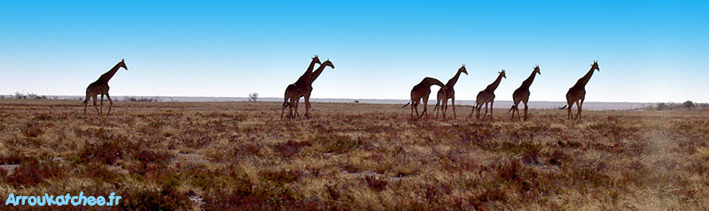Girafes Etosha